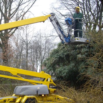 Snoeien bomen Hoveniersbedrijf Arno van Pelt